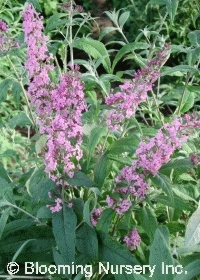 Buddleia davidii 'Pink Perfection'                